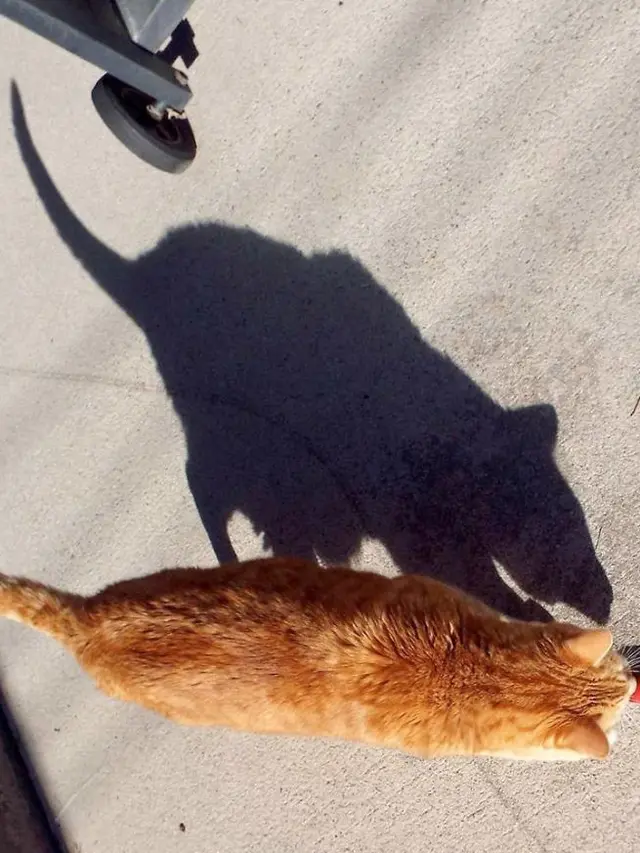 6 Ilusi Optik Kucing Ini Bikin Mikir Dua Kali, Awas Tertipu