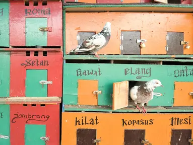 Sejumlah merpati berada di dalam kandangnya di kawasan Bukit Duri, Jakarta, Jumat (13/1). Habiskan waktu sore, sejumlah anak-anak bermain burung merpati di kawasan Bukit Duri. (Liputan6.com/Yoppy Renato)