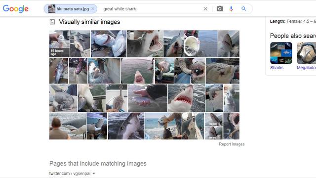 Hasil penelusuran Google Image hiu mata satu