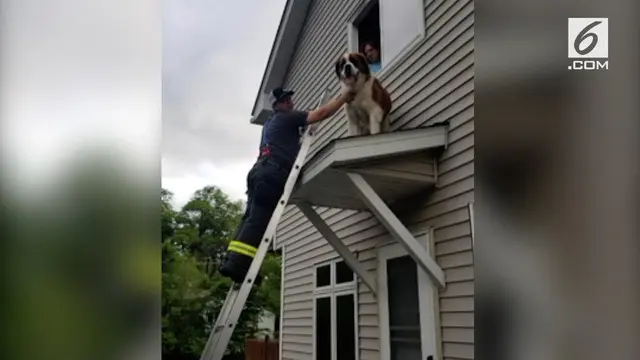 Seekor anjing jenis Saint Bernard terjebak di atap rumah. Petugas pemadam kebakaran datang menyelamatkan anjing tersebut.