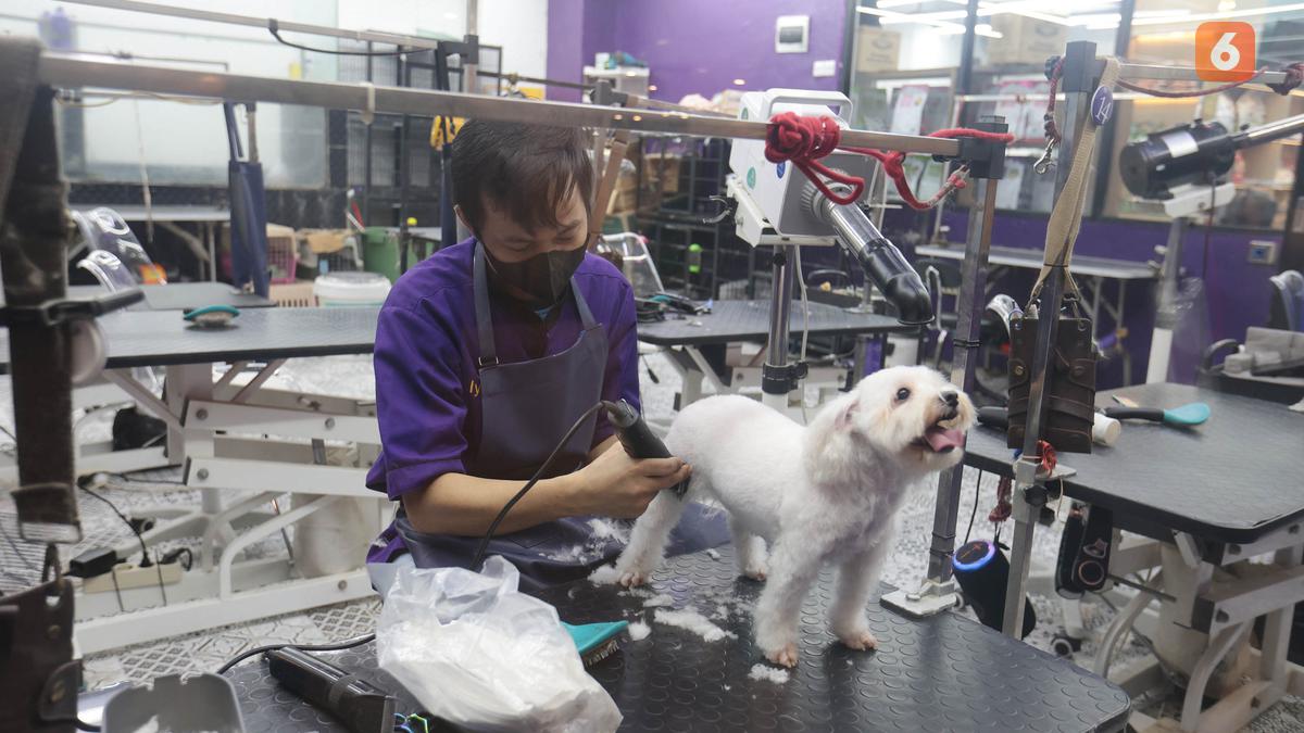 Dari Cukur Bulu hingga Mandi Mengintip Cuan Bisnis Pet Shop