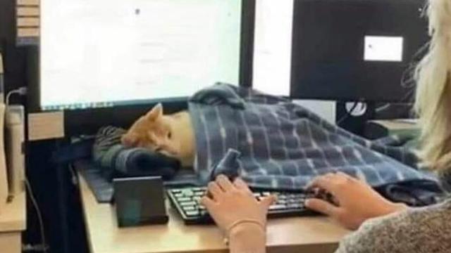 10 Potret Menggemaskan Kucing Tidur di Tempat Tak Biasa