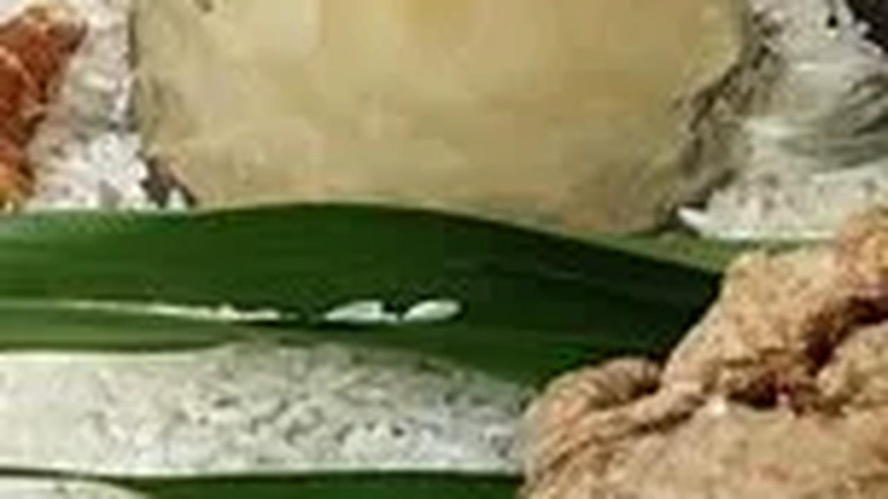 Tak Hanya Bagus Untuk Tenggorokan, Kencur Juga Bisa Mengurangi Stres