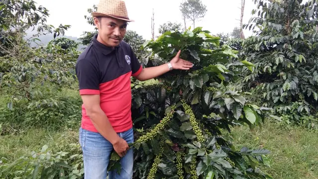 Enjang menunjukan satu pohon jenis kopi java Peranger dengan biji yang sangat banyak dan cukup besar