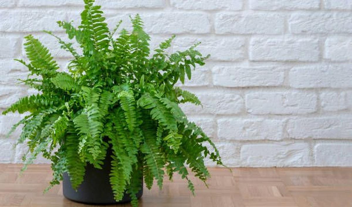 Boston Fern