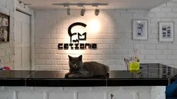 Seekor kucing British Shorthair bernama Cacat duduk di atas meja resepsionis hotel CatZonia di Shah Alam, Kuala Lumpur, Malaysia, 6 Agustus 2018. CatZonia menyebut diri sebagai hotel bintang 5 pertama  khusus untuk kucing. (AFP/Manan VATSYAYANA)