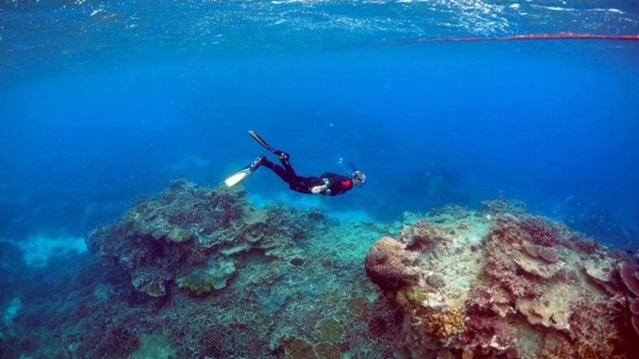 Melihat ribuan terumbu karang rusak parah di laut Queensland