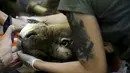 Samuni, singa delapan tahun bersiap menjalani pembedahan pengangkatan tumor dari perutnya di Ramat Gan Safari Zoo, Tel Aviv, Israel, Rabu (29/7/2015). (REUTERS/Baz Ratner) 