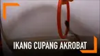 Seorang pria melatih ikan cupangnya untuk akrobat dengan menggunakan alat bantu benda seperti gelang. Ikan bisa melompat melintasi gelang tersebut.