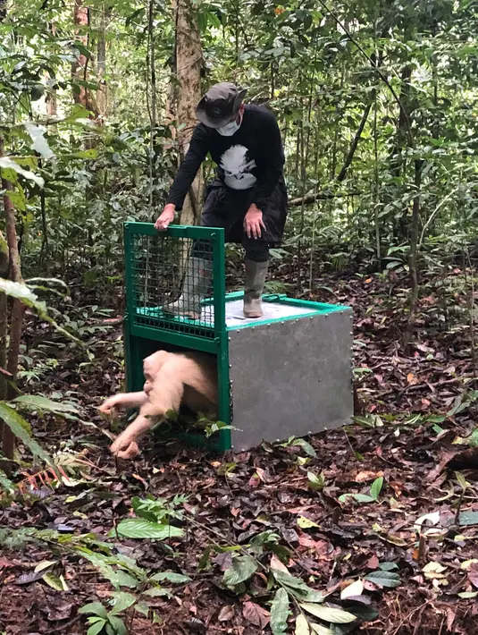 Orangutan albino, Alba dirilis oleh petugas Yayasan BOS di Taman Nasional Bukit Baka Bukit Raya Katingan, Kalteng, Rabu (19/12). Sebelum dirilis, Alba menjalani proses rehabilitasi di Pusat Rehabilitasi Orangutan Nyaru Menteng.  (AP Photo/Andi Jatmiko)