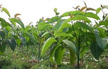 Pohon jabon, dulu murah sekarang mahal