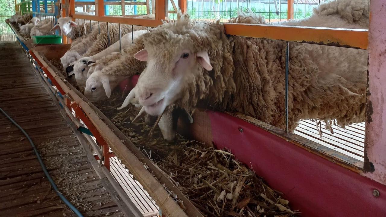 Agrowisata Bali Ndeso.