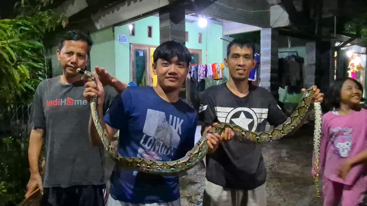 Ular Sanca Muncul Saat Hujan Deras, Berkeliaran di Permukiman Depok