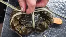 Peternak kepiting mengikat dan memasang label pada seekor kepiting di sebuah pusat pembudidayaan di Distrik Wuxing di Huzhou, Provinsi Zhejiang, China, 23 September 2020. Pusat pembudidayaan kepiting seluas sekitar 933 hektare di Wuxing tersebut baru-baru ini memasuki musim panen. (Xinhua/Xu Yu)