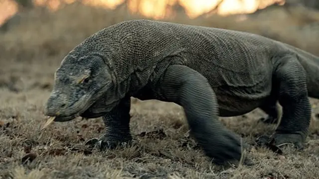 Foto: copyright National Geographic