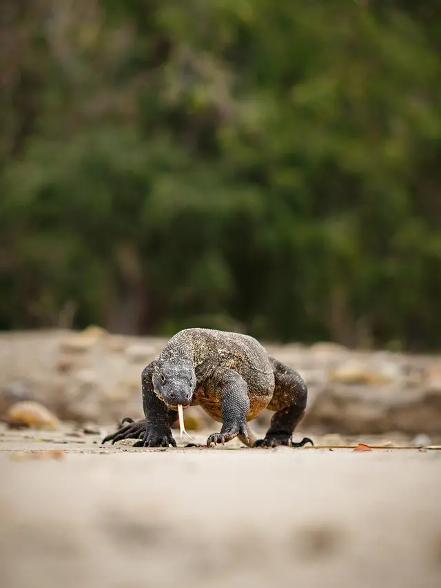 Komodo
