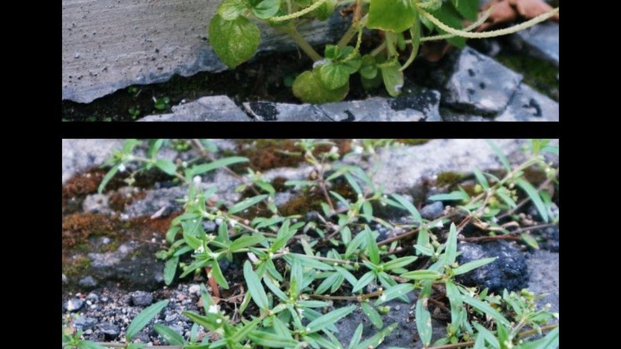 17 Gulma di Pinggir Jalan yang Ternyata Punya Banyak Khasiat
