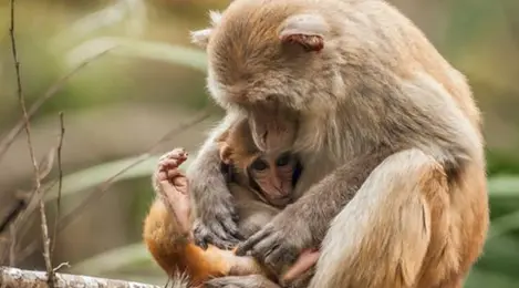 Menyayat Hati, Bayi Monyet Menangisi Induknya Karena Kecelakaan - Lifestyle  Fimela.com
