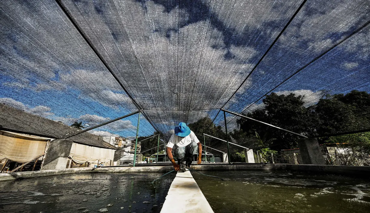 Setiap tahun, pengusaha Kuba Jose Martinez dan Joel Lupez membudidayakan 12 ton ikan nila di kolam mereka dengan menggunakan akuaponik. (YAMIL LAGE/AFP)