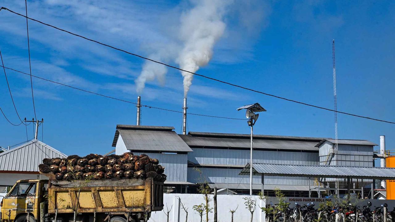 FOTO: Melihat Perkebunan Kelapa Sawit Rakyat Terbesar di Provinsi Aceh