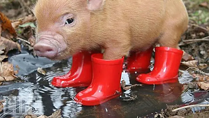 20 Babi yang Lebih Terlihat 'Fashionable' daripada Kamu