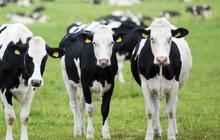 Brazil Kucurkan Investasi Rp4,5 Triliun dan Kirim 100.000 Sapi ke Indonesia, Buat Apa?
