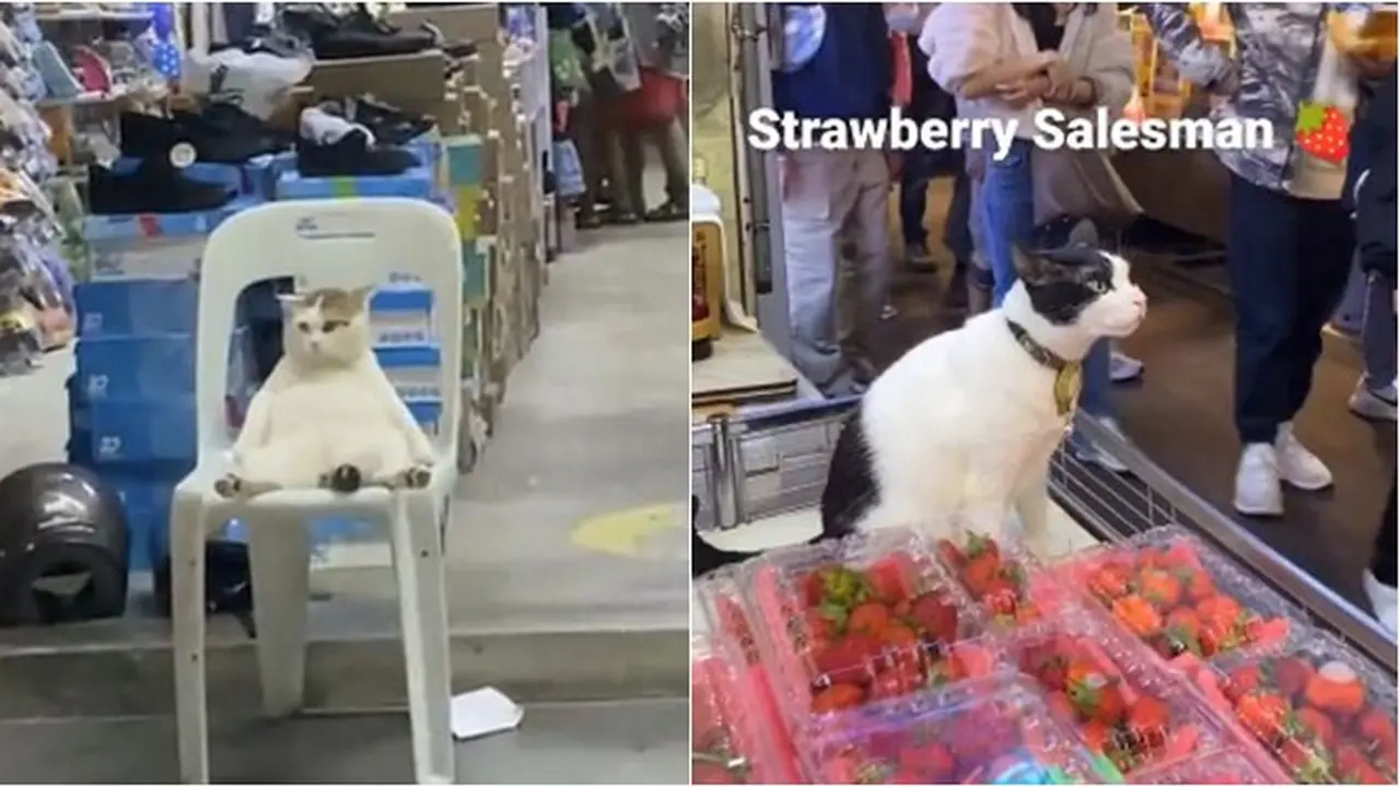 8 Potret Kucing saat Jaga Warung Ini Bikin Gemas, Dagangan Langsung Laris