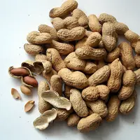 Ilustrasi Kacang Tanah / Sumber: Pixabay