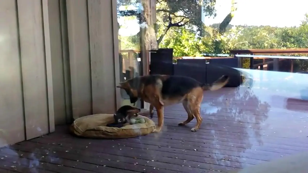 Induk Anjing Ramah Namun Tegas 