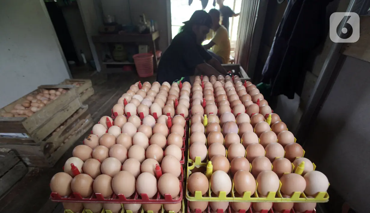 Telur ayam dikumpulkan di perternakan kawasan Telaga Kahuripan, Bogor, Jawa Barat, Rabu (3/11/2021). Untuk saat ini, harga telur ayam di tingkat peternak rakyat masih saja rendah. (merdeka.com/Arie Basuki)