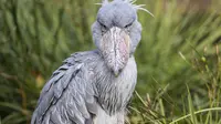 Mengenal Shoebill, Burung Purba yang Bertahan hingga Saat Ini