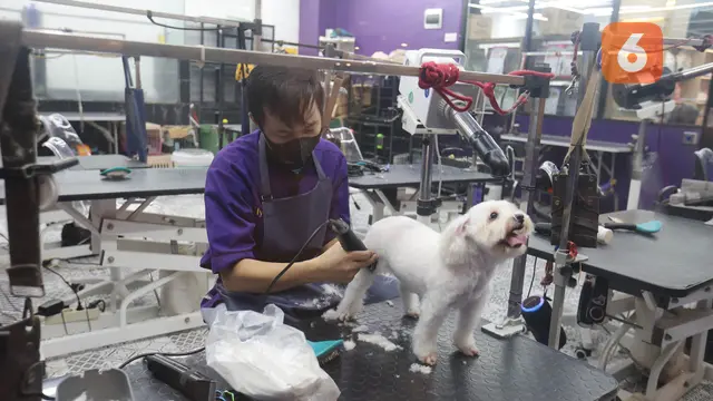 Dari Cukur Bulu hingga Mandi Mengintip Cuan Bisnis Pet Shop