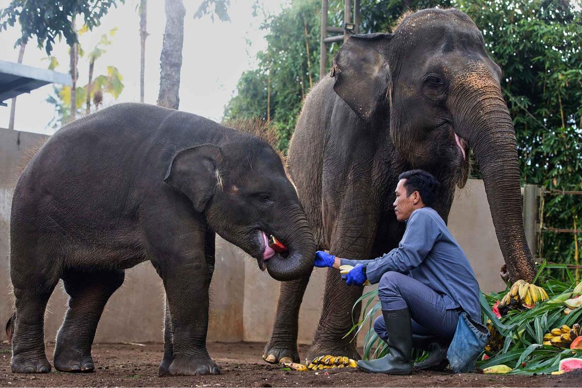 FOTO: Pesta Buah untuk Nurhayati dan Kama di Hari Gajah Sedunia