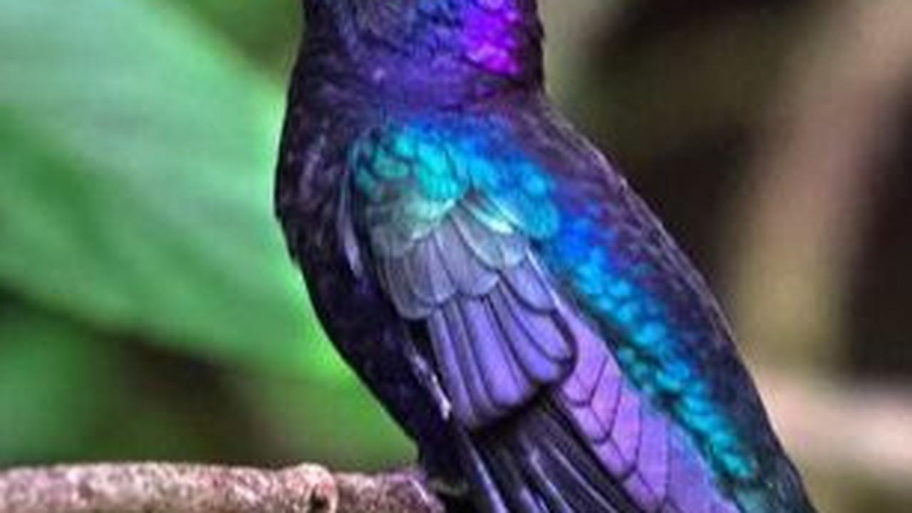 19. Burung Sabrewing Ungu