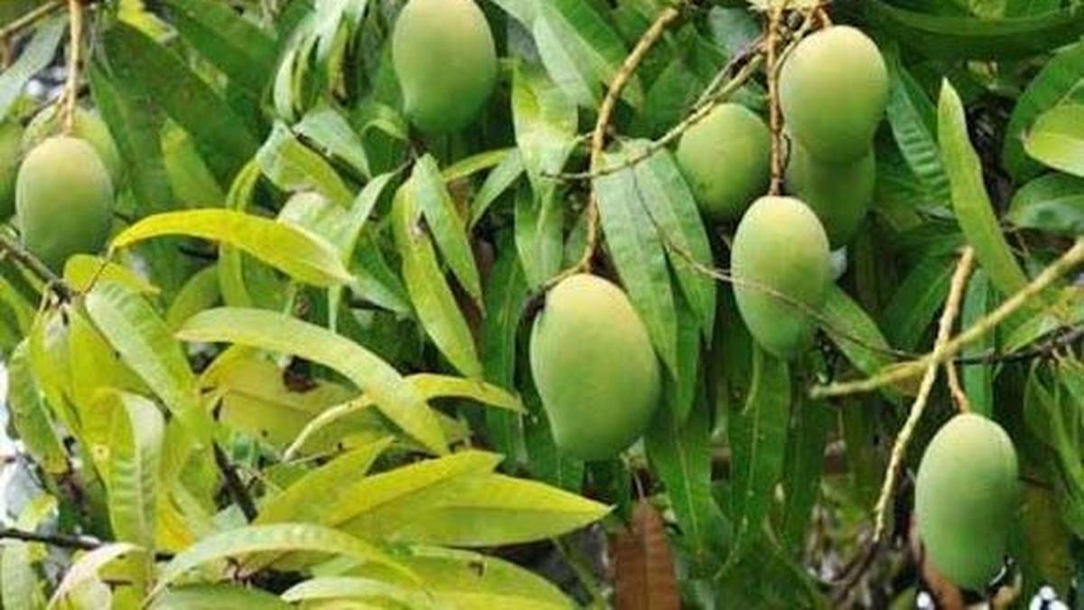 Cara Merebus Daun Mangga untuk Turunkan Asam Urat hingga Gula Darah, Pilih Bahan yang Tepat