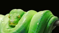 Ilustrasi ular/credit: pexels.com/pixabay