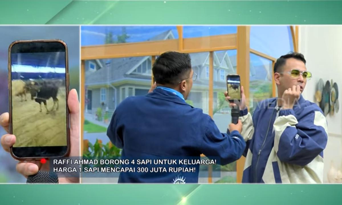 Penampakan Sapi Kurban Nagita Slavina Setinggi Dua Meter, Beda Banget sama Punya Baby Lily yang Kecil Mungil