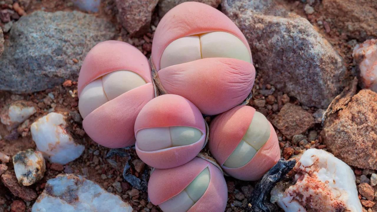Gibbaeum heathii, sukulen unik yang hidup di Afrika Selatan.