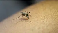 Nyamuk Berbakteri Wolbachia Tak Hanya Turunkan Kasus Dengue tapi Juga Zika hingga Chikungunya. Foto: jcomp from Freepik.