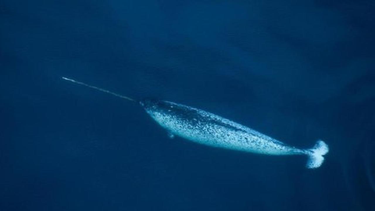 Ternyata ini fungsi tanduk paus Narwhal, si unicorn lautan Artik