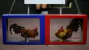 Dua ekor ayam terlihat di klub sabung ayam Campanillas, Toa Baja, Puerto Rico, Rabu (18/12/2019). Negara persemakmuran Amerika Serikat ini memiliki 71 klub sabung ayam di 45 kota yang mendapat izin Departemen Olahraga dan Rekreasi. (AP Photo/Carlos Giusti)