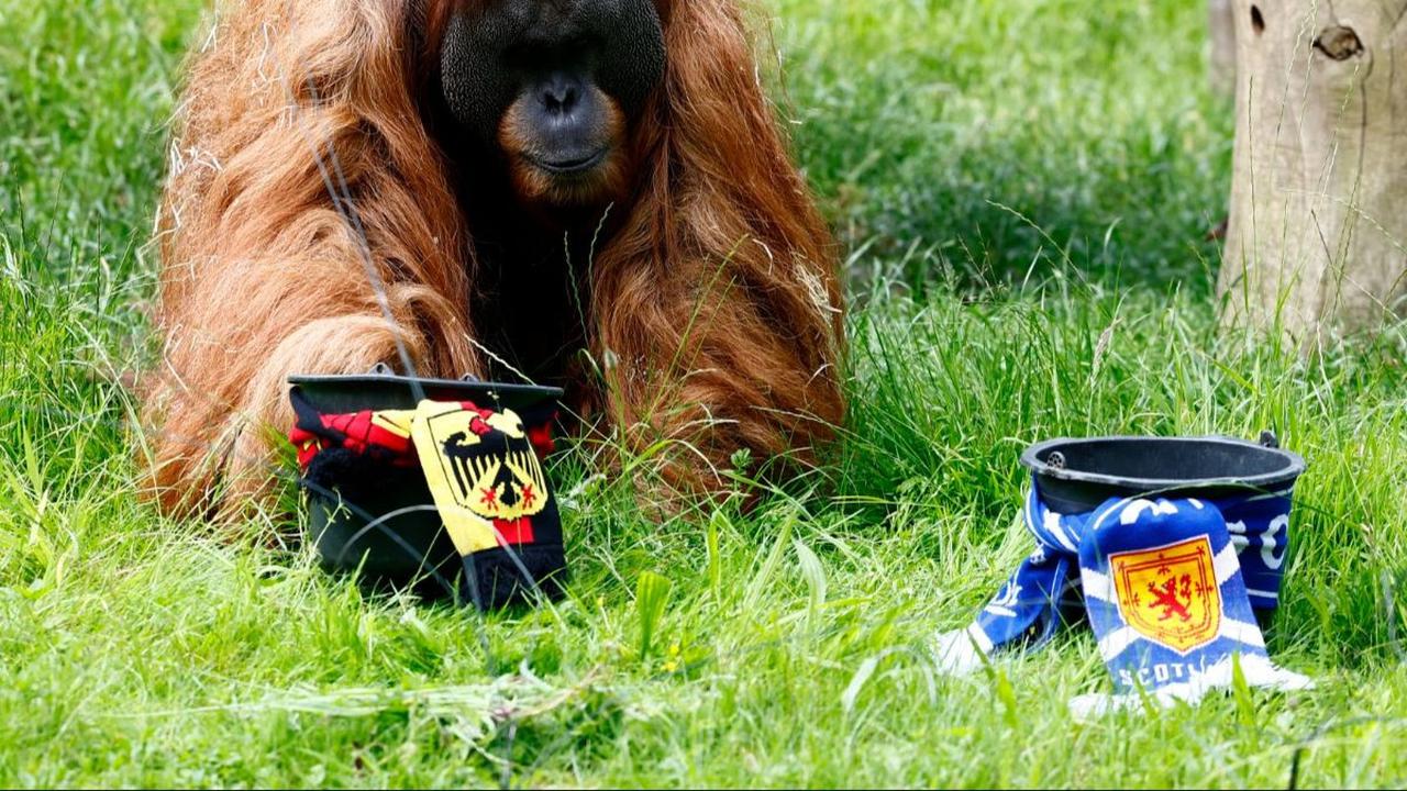 Seekor orangutan Sumatera, Walter saat memprediksi hasil pertandingan Jerman vs Skotlandia dalam laga pembuka Euro 2024 di Kebun Binatang&nbsp;Dortmund, Jerman, pada Kamis (13/4/2024). Orangutan berusia 35 tahun ini memang tak asing dalam memprediksi hasi