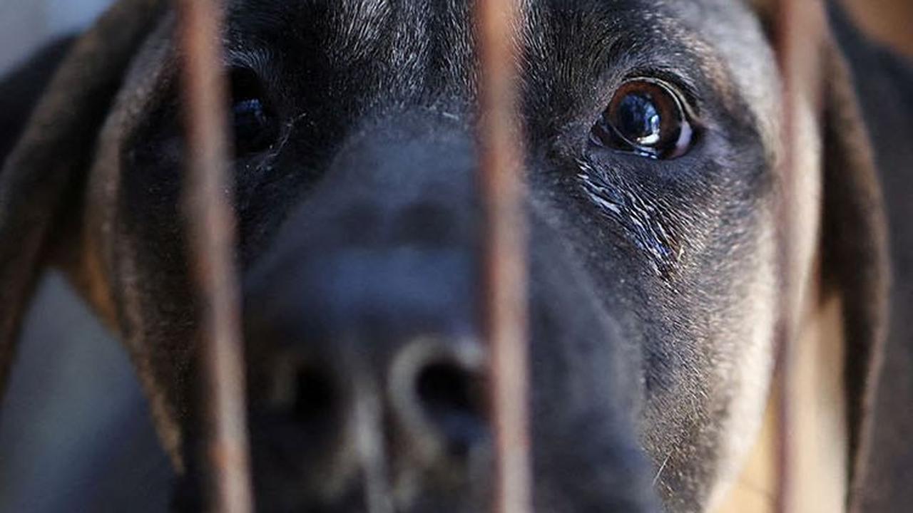 Anjing-anjing malang itu dipelihara untuk dijadikan makanan.
