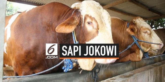 VIDEO: Penampakan Sapi Kurban Milik Presiden Jokowi