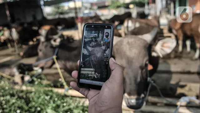 Geliat Pasar Hewan Kurban Virtual di Tengah Pandemi
