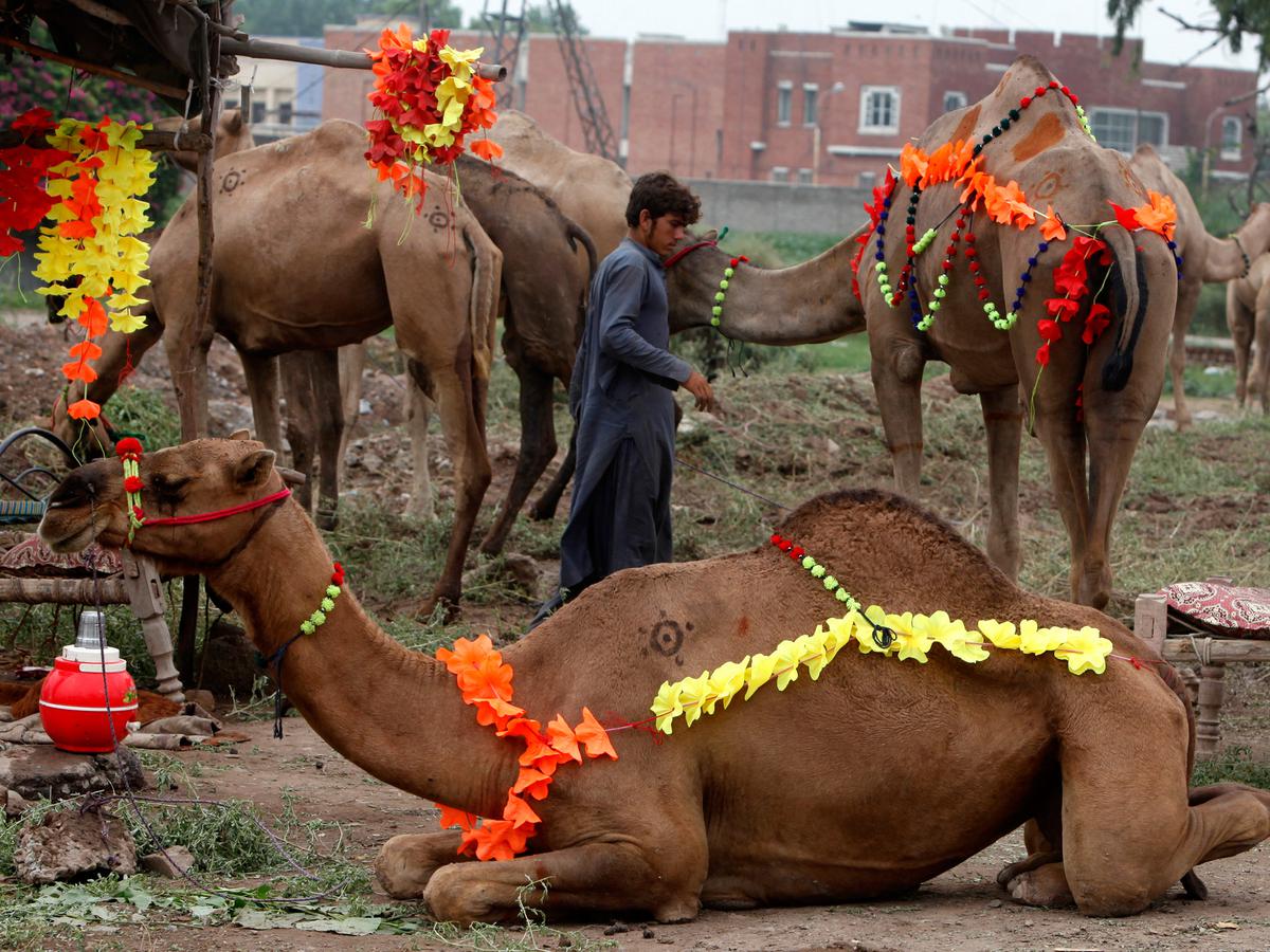6 Potret Tradisi Unik Iduladha di Berbagai Negara, Hewan Qurban Dimandikan  Dulu - Hot Liputan6.com