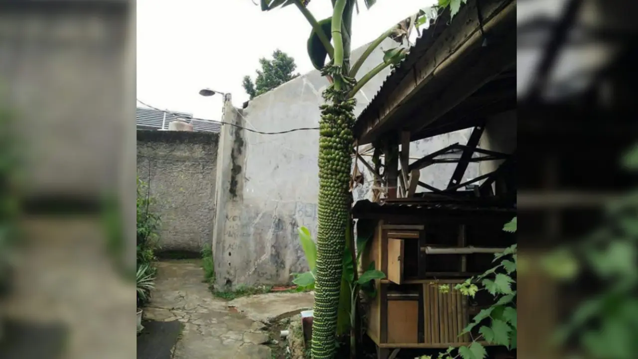 Pisang Berbuah Seribu Gegerkan Warga Depok