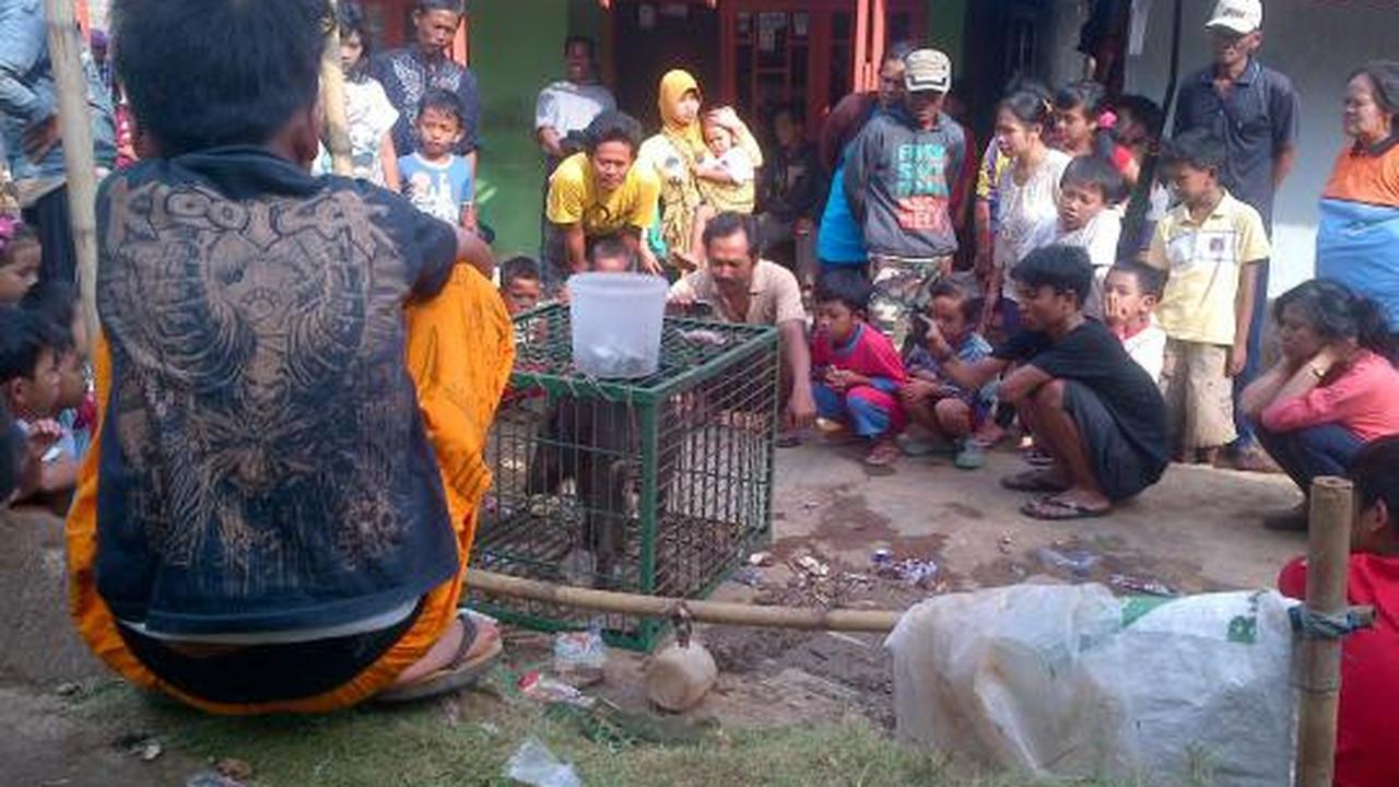 Penasaran, warga ramai-ramai tonton 'babi ngepet'