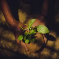 Ilustrasi menanam pohon. (dok. Unsplash.com/Kasturi Laxmi Mohit/@kasturi09)