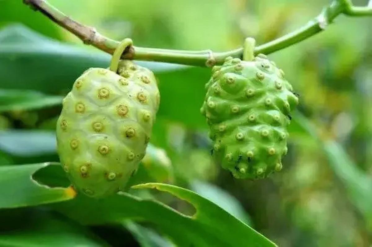 Cara Membuat Rebusan Buah Mengkudu yang Penuh Khasiat Kesehatan